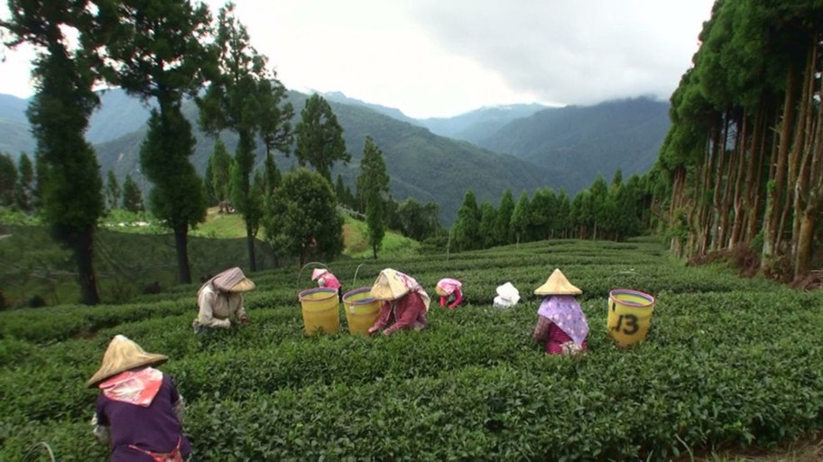 Tea In Pursuit of Tea Spring Fortune