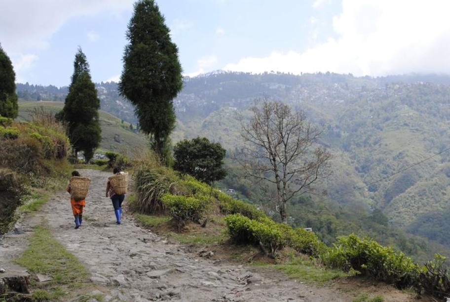 Tea In Pursuit of Tea Ticket To Darjeeling 2023 1St Flush Collection