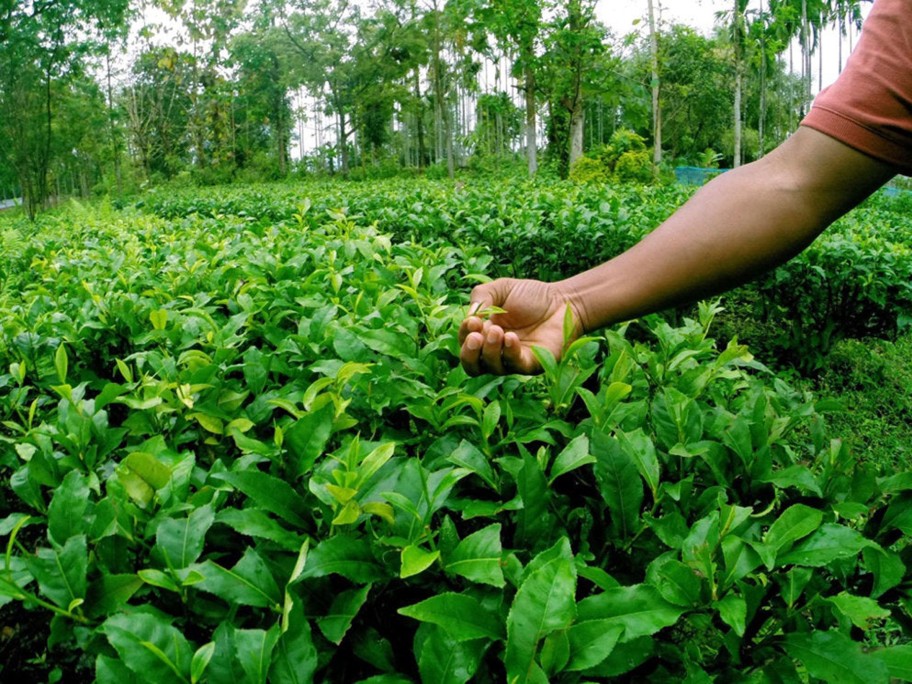 Tea In Pursuit of Tea Assam, Kachibari Village