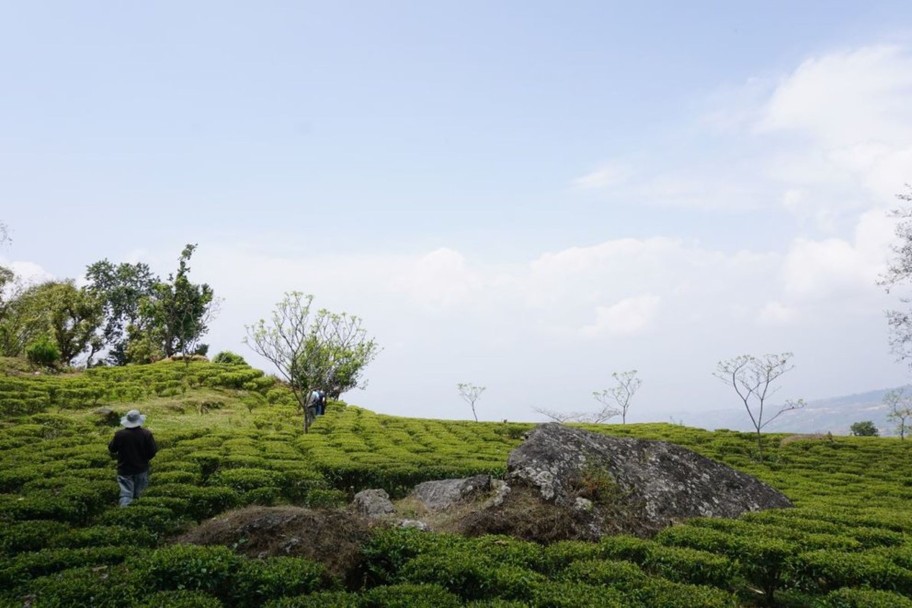 Tea In Pursuit of Tea Himalayan White