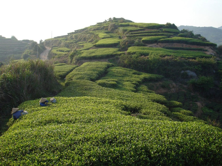 Tea In Pursuit of Tea White Peony Bai Mudan